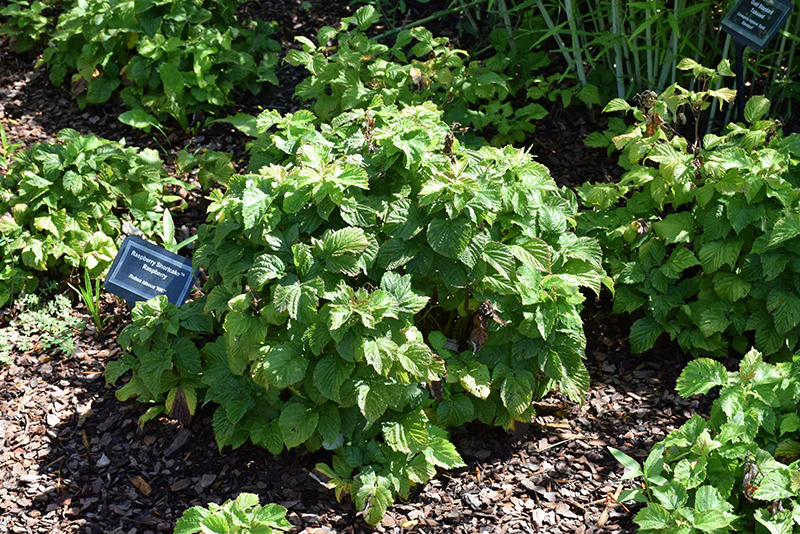 Raspberry Shortcake® Raspberry - Rubus - 2# Potted Shrub - Image 2