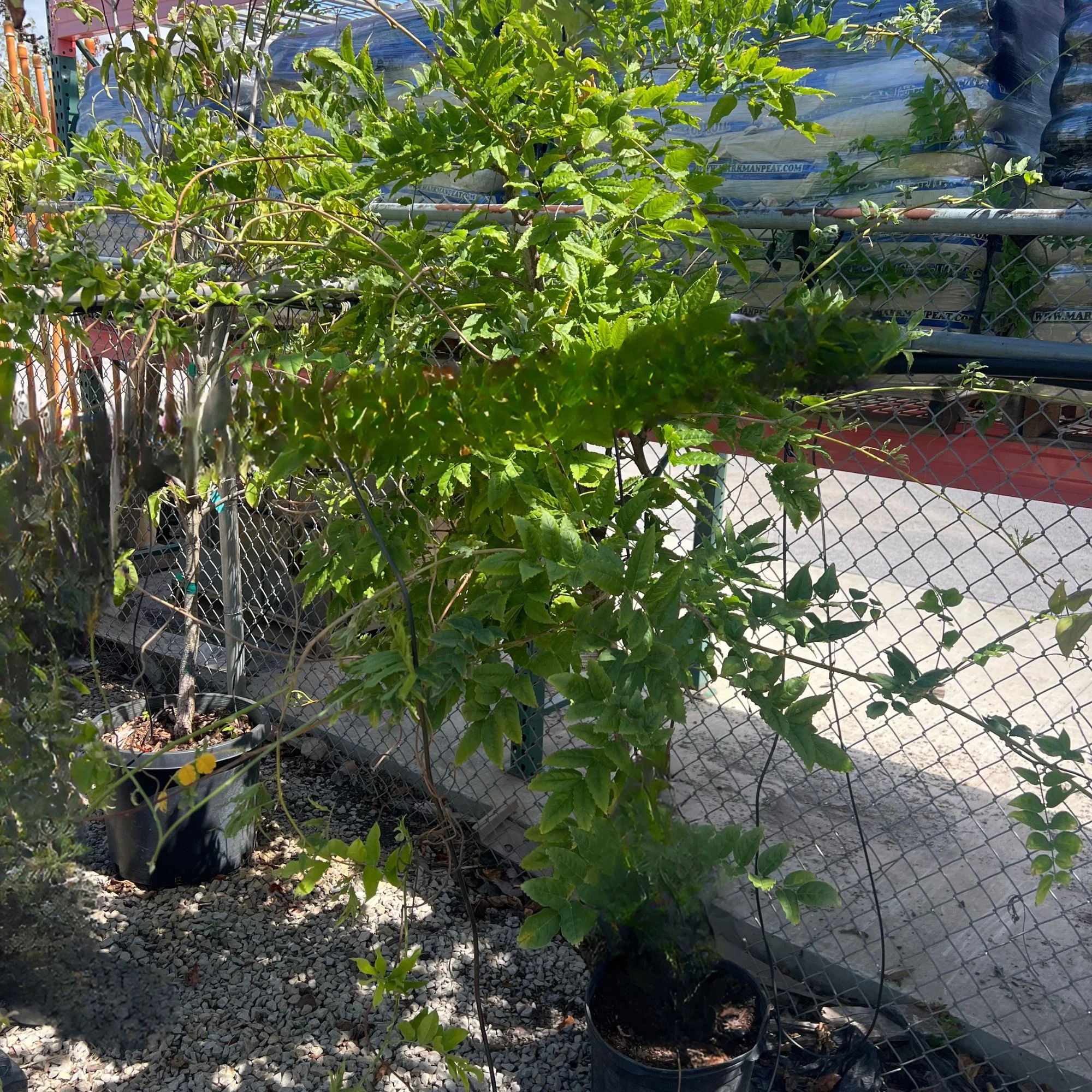 Wisteria Tree, 5 Gallon Potted Tree - Image 2