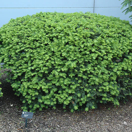 Taxus Densiformis - 3 Gallon Potted Evergreen Shrub