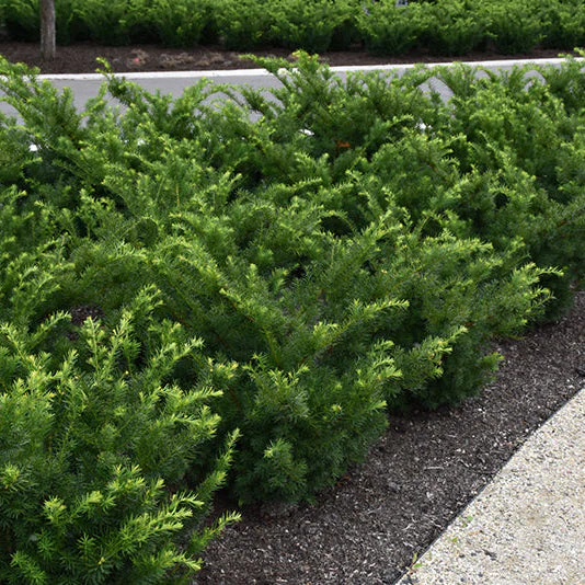 Taxus Densiformis - 3 Gallon Potted Evergreen Shrub - Image 2