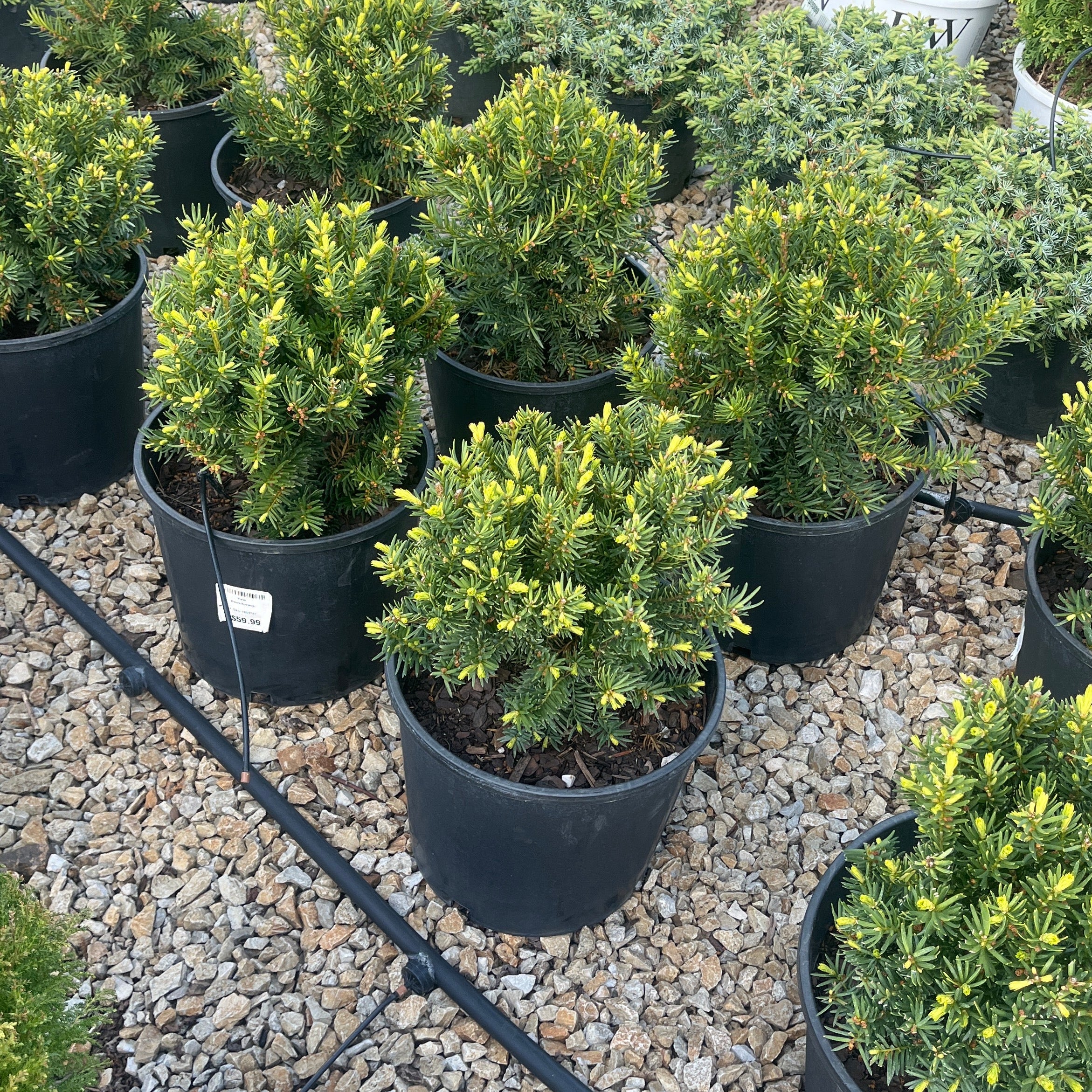 Taxus Densiformis - 3 Gallon Potted Evergreen Shrub - Image 3