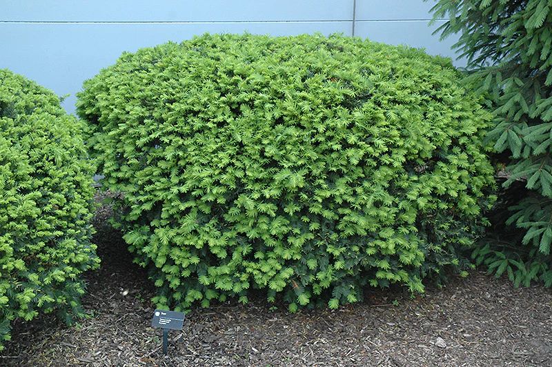 Taxus Densiformis - 3 Gallon Potted Evergreen Shrub - Image 4