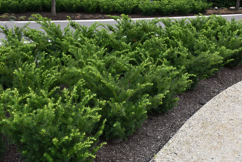Taxus Densiformis - 3 Gallon Potted Evergreen Shrub - Image 5