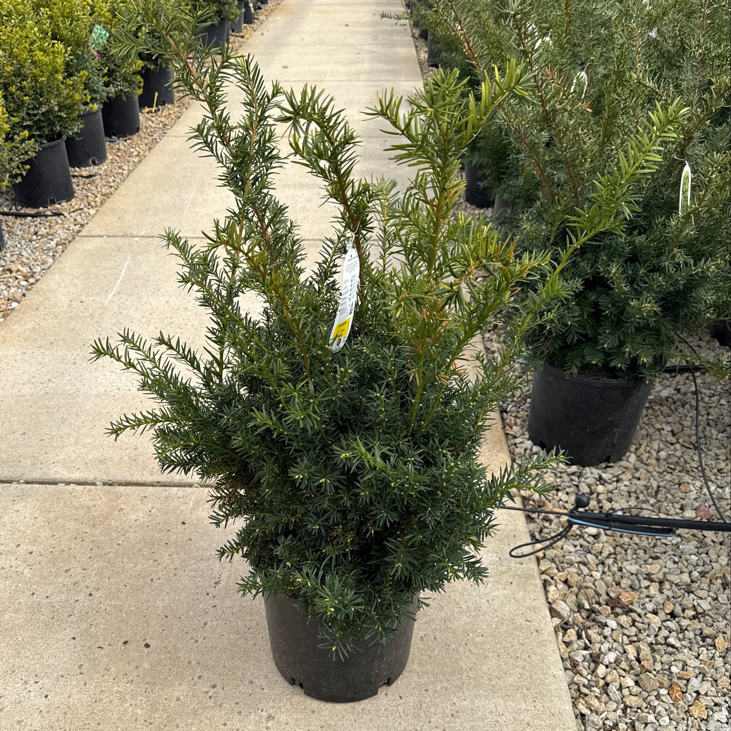 Densiformis Yew - Taxus x media - 5 Gallon Potted Evergreen Shrub - Image 2